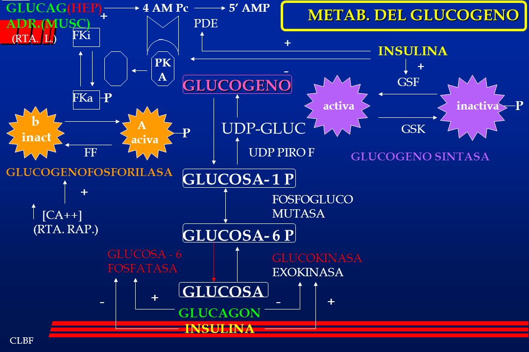 METAB. DEL GLUCOGENO GLUCOGENO UDP-GLUC GLUCOSA- 1 P GLUCOSA- 6 P