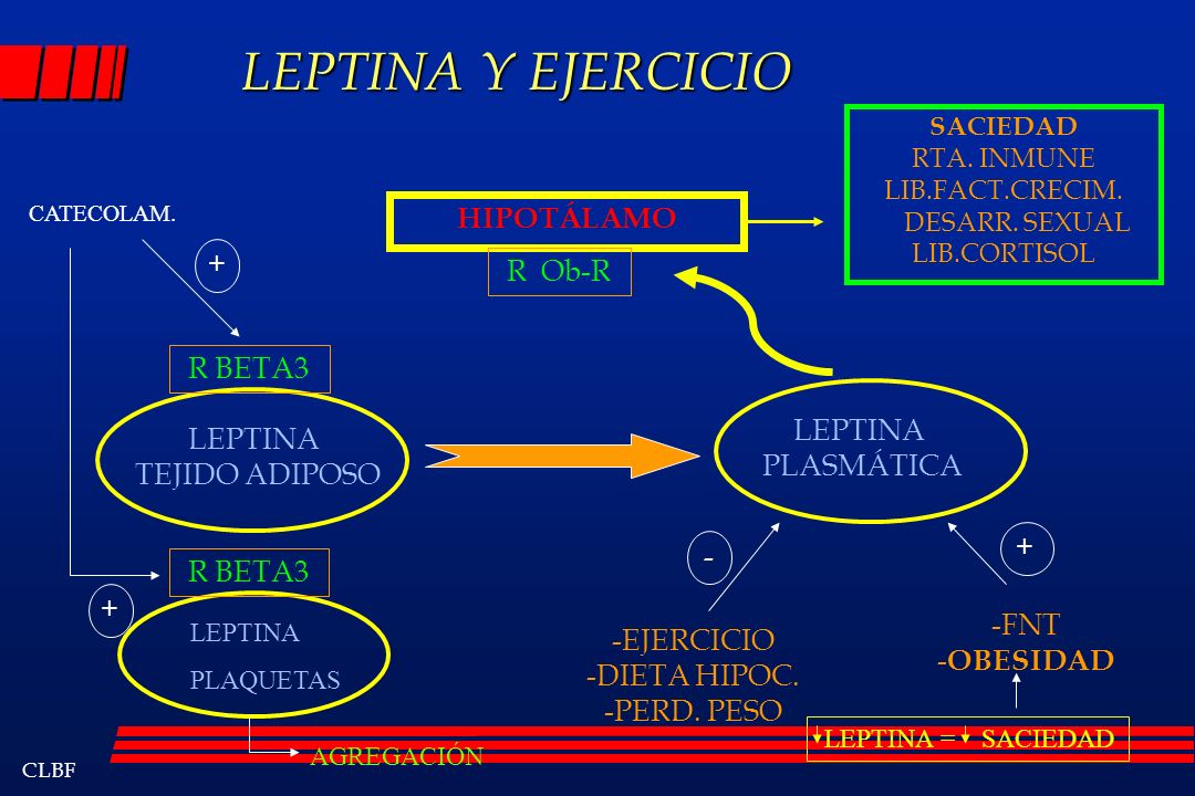 LEPTINA Y EJERCICIO HIPOTÁLAMO + R Ob-R R BETA3 LEPTINA LEPTINA