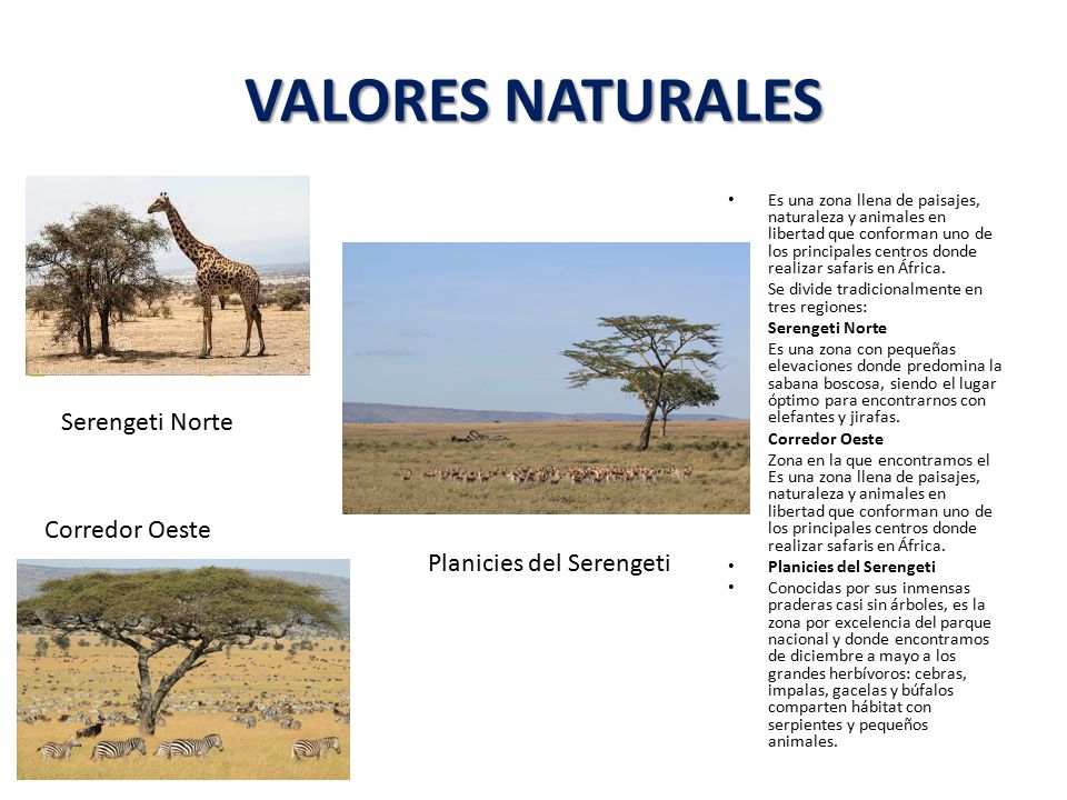 VALORES NATURALES Serengeti Norte Corredor Oeste