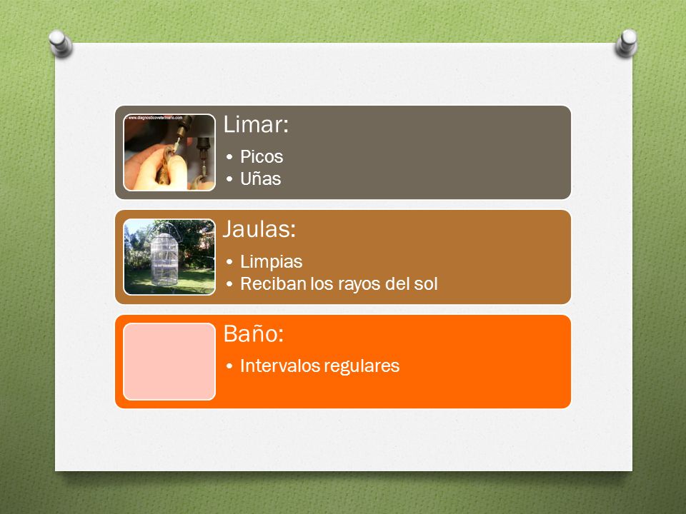 Limar: Jaulas: Baño: Picos Uñas Limpias Reciban los rayos del sol