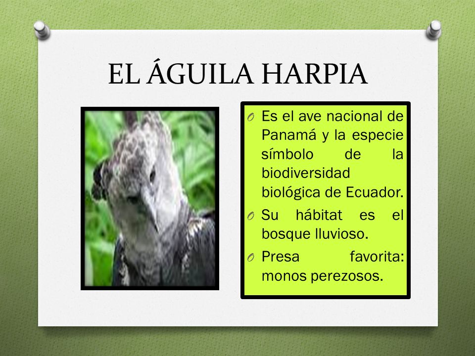 EL ÁGUILA HARPIA Es el ave nacional de Panamá y la especie símbolo de la biodiversidad biológica de Ecuador.