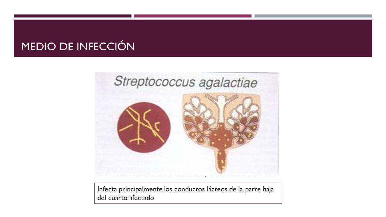 Medio de infección Infecta principalmente los conductos lácteos de la parte baja del cuarto afectado.