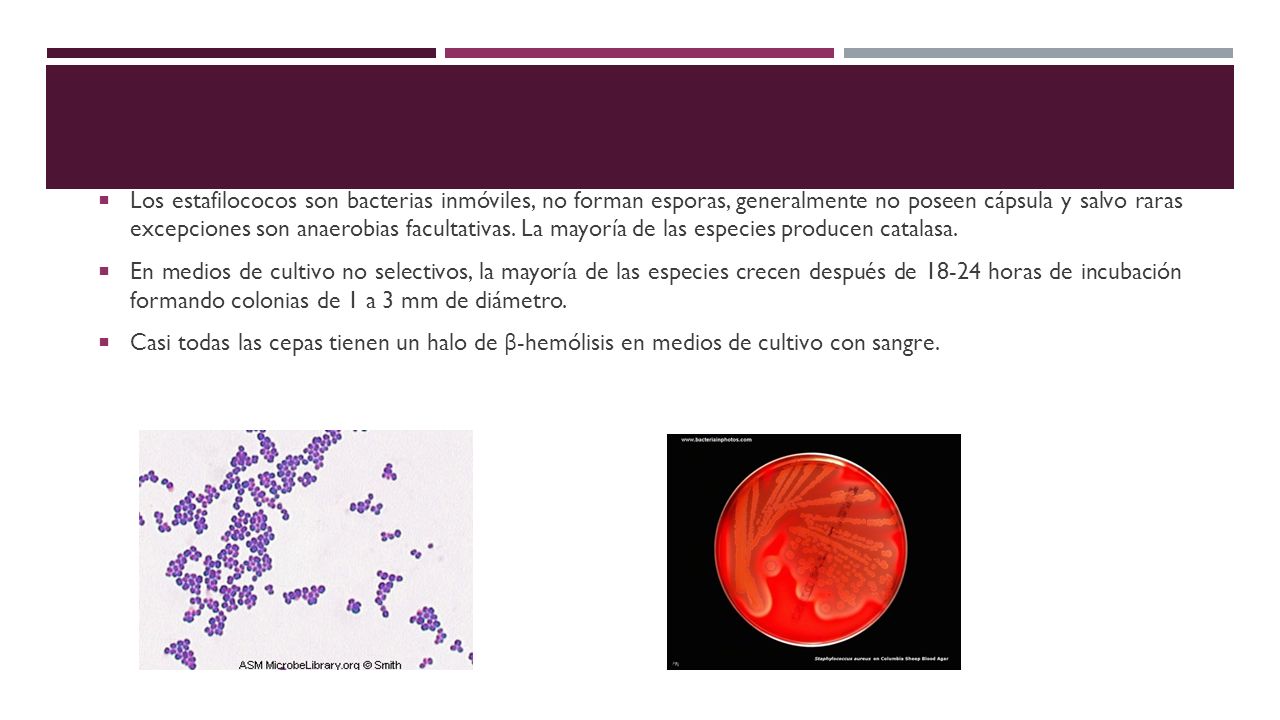 Los estafilococos son bacterias inmóviles, no forman esporas, generalmente no poseen cápsula y salvo raras excepciones son anaerobias facultativas. La mayoría de las especies producen catalasa.