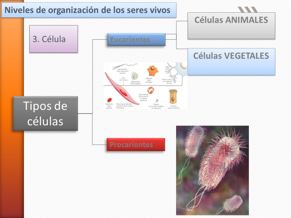 Tipos de células Niveles de organización de los seres vivos