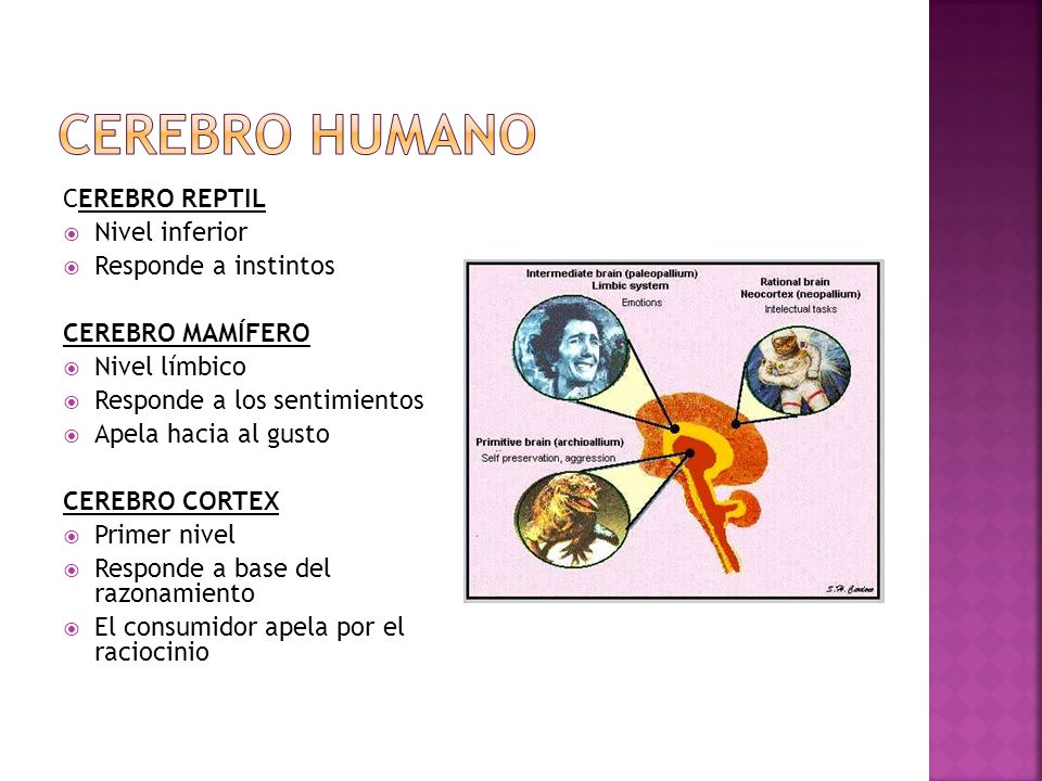 CEREBRO HUMANO CEREBRO REPTIL Nivel inferior Responde a instintos