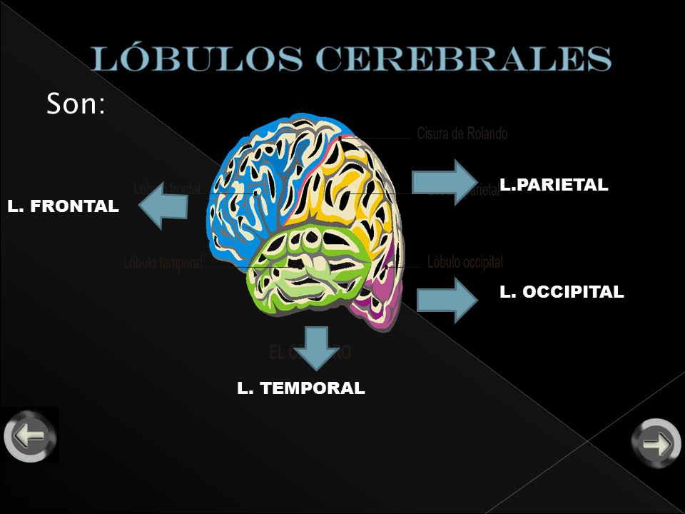 Lóbulos cerebrales Son: L.PARIETAL L. FRONTAL L. OCCIPITAL L. TEMPORAL