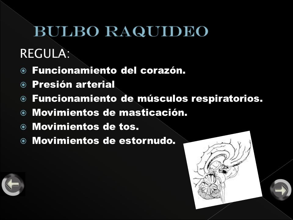 BULBO RAQUIDEO REGULA: Funcionamiento del corazón. Presión arterial