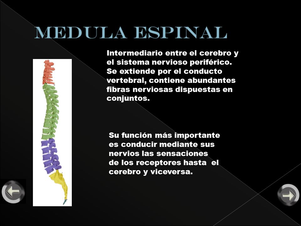 MEDULA ESPINAL Intermediario entre el cerebro y el sistema nervioso periférico.