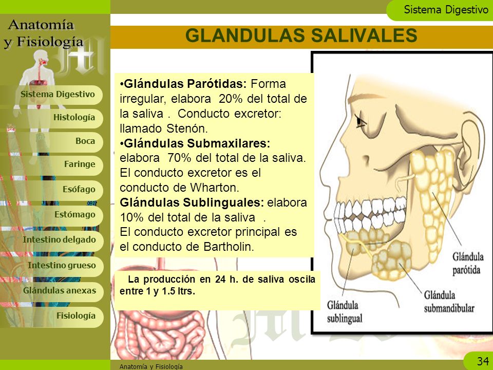 GLANDULAS SALIVALES Glándulas Parótidas: Forma irregular, elabora 20% del total de la saliva . Conducto excretor: llamado Stenón.