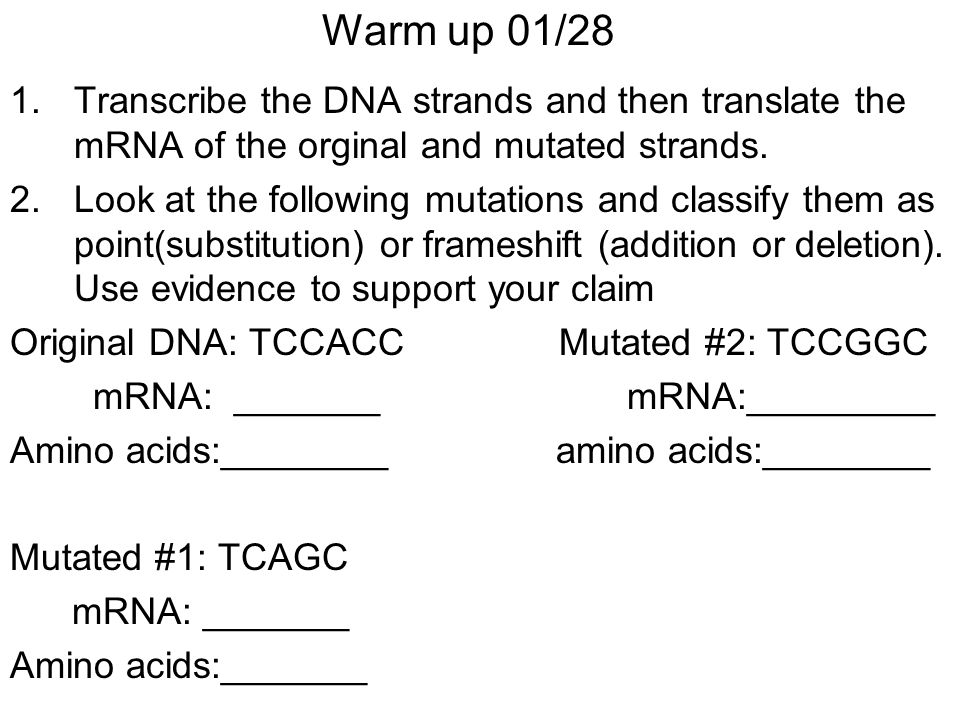 Warm up 01/28 Transcribe the DNA strands and then translate the mRNA of the orginal and mutated strands.
