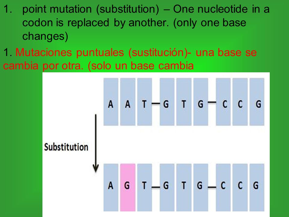 point mutation (substitution) – One nucleotide in a codon is replaced by another. (only one base changes)