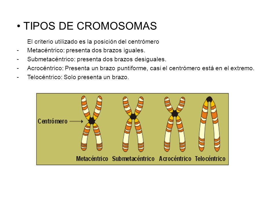 TIPOS DE CROMOSOMAS El criterio utilizado es la posición del centrómero. Metacéntrico: presenta dos brazos iguales.