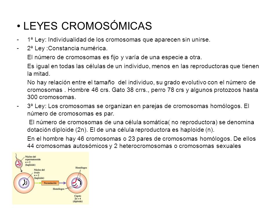 LEYES CROMOSÓMICAS 1ª Ley: Individualidad de los cromosomas que aparecen sin unirse. 2ª Ley :Constancia numérica.