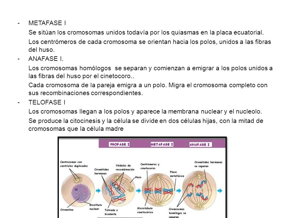 METAFASE I Se sitúan los cromosomas unidos todavía por los quiasmas en la placa ecuatorial.