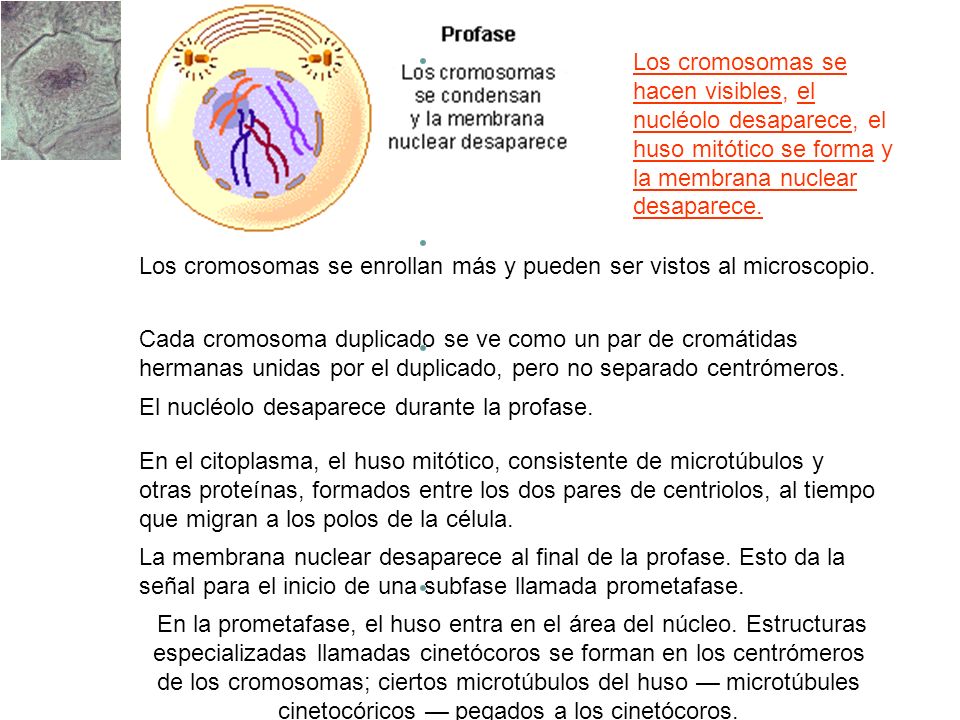 Los cromosomas se hacen visibles, el nucléolo desaparece, el huso mitótico se forma y la membrana nuclear desaparece.