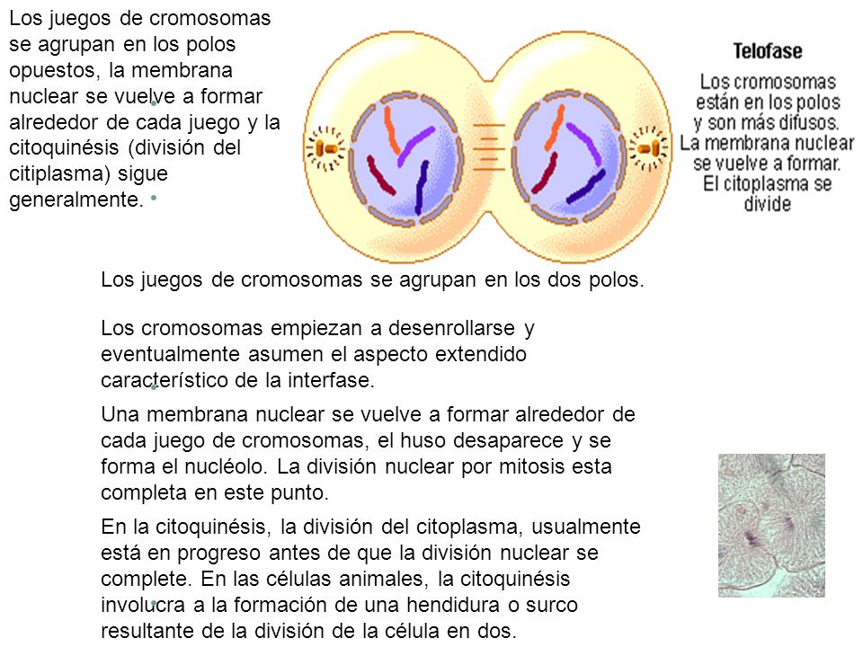 Los juegos de cromosomas se agrupan en los dos polos.