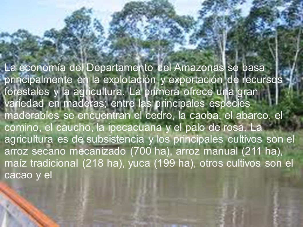 La economía del Departamento del Amazonas se basa principalmente en la explotación y exportación de recursos forestales y la agricultura.