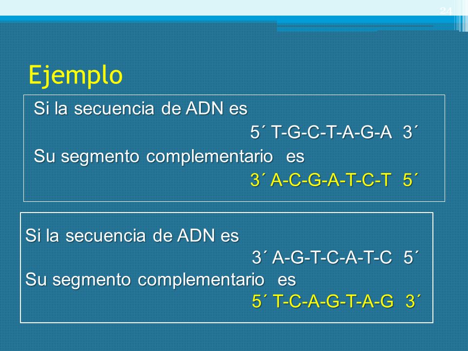Ejemplo Si la secuencia de ADN es 5´ T-G-C-T-A-G-A 3´ Su segmento complementario es 3´ A-C-G-A-T-C-T 5´