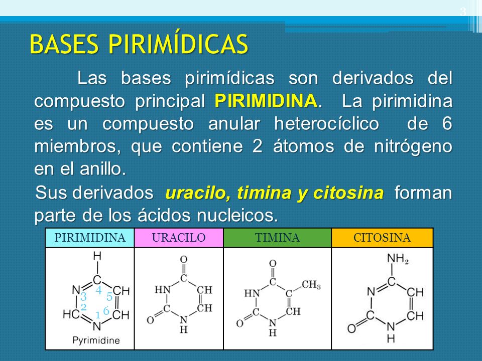 NUCLEÓSIDOS Y NUCLEÓTIDOS - ppt descargar