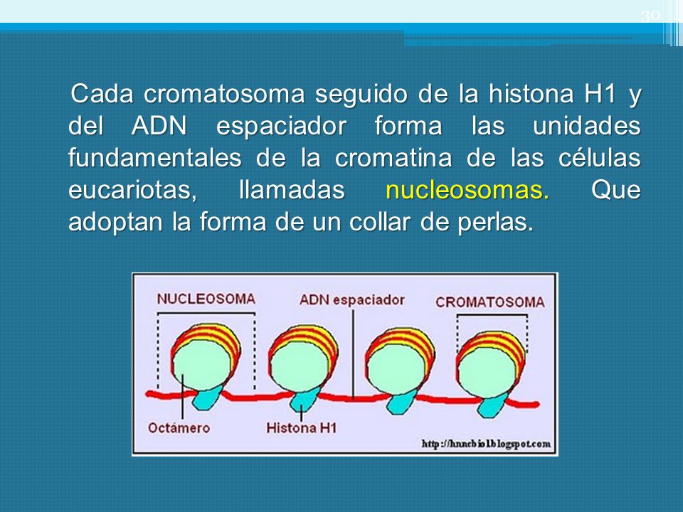 Cada cromatosoma seguido de la histona H1 y del ADN espaciador forma las unidades fundamentales de la cromatina de las células eucariotas, llamadas nucleosomas.