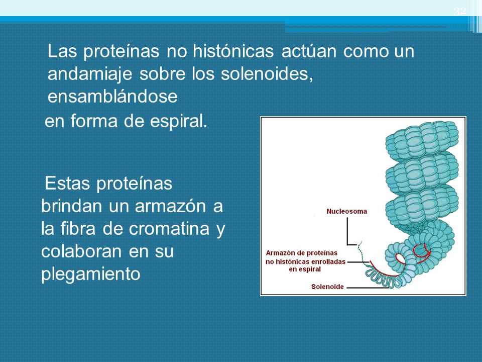 Las proteínas no histónicas actúan como un andamiaje sobre los solenoides, ensamblándose en forma de espiral.