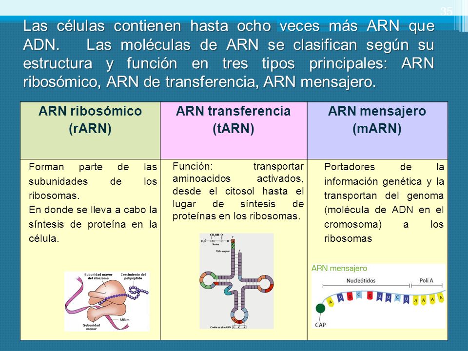 Las células contienen hasta ocho veces más ARN que ADN
