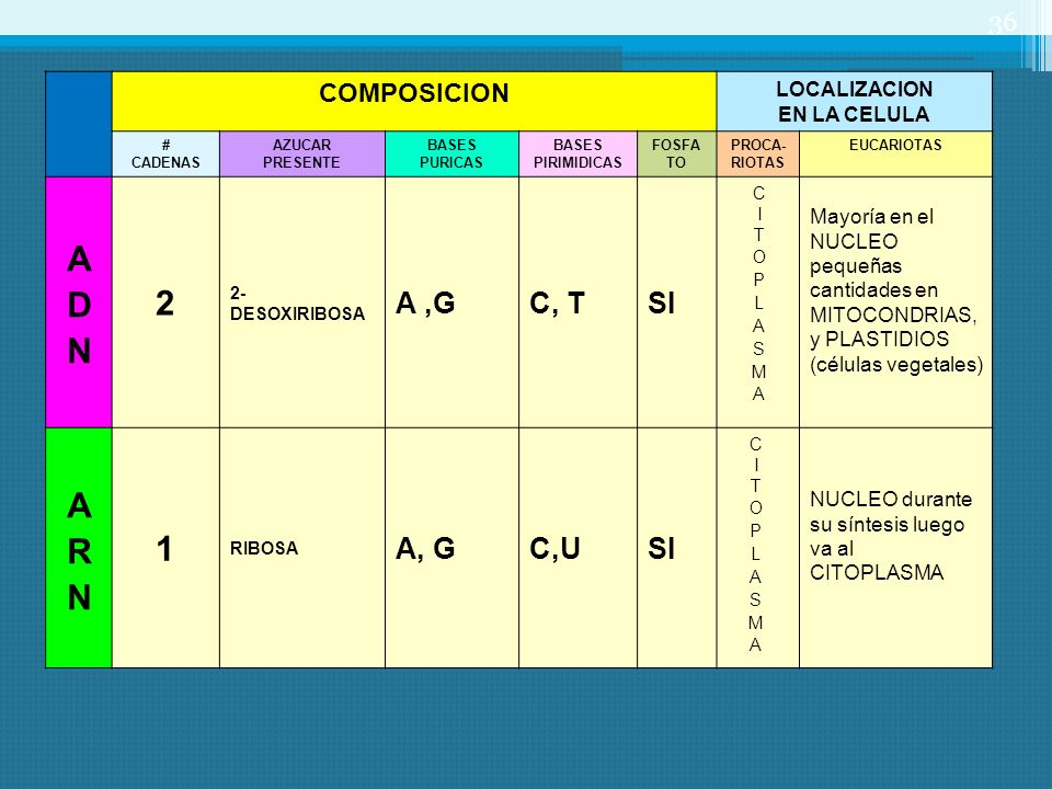 2 ADN 1 ARN A ,G C, T SI A, G C,U COMPOSICION LOCALIZACION