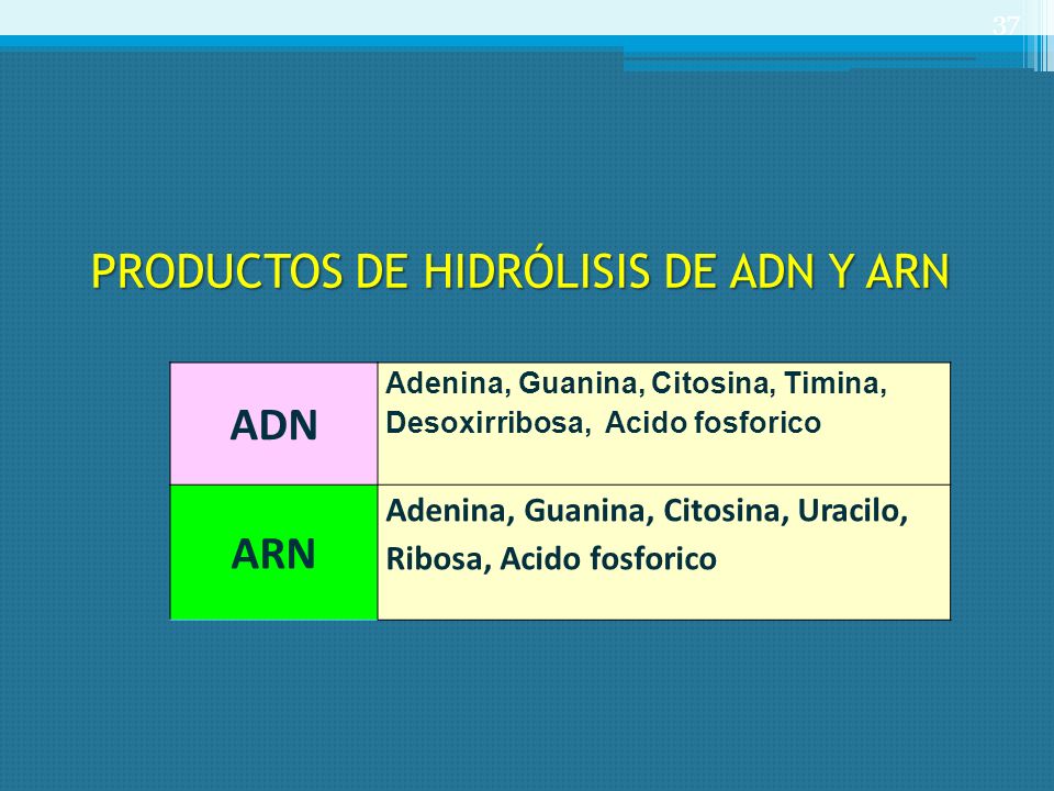 PRODUCTOS DE HIDRÓLISIS DE ADN Y ARN