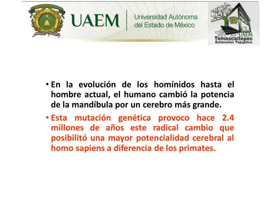 En la evolución de los homínidos hasta el hombre actual, el humano cambió la potencia de la mandíbula por un cerebro más grande.