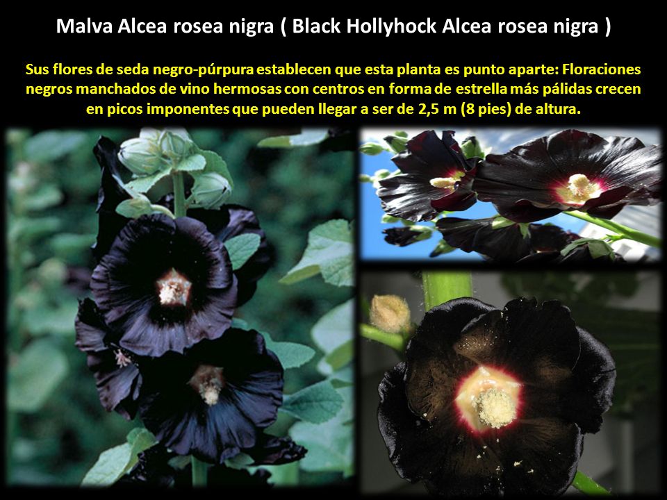 Malva Alcea rosea nigra ( Black Hollyhock Alcea rosea nigra )