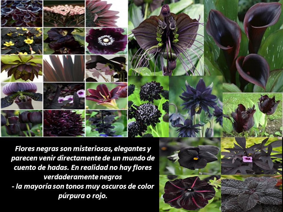 Las Flores Negras 2. - ppt descargar