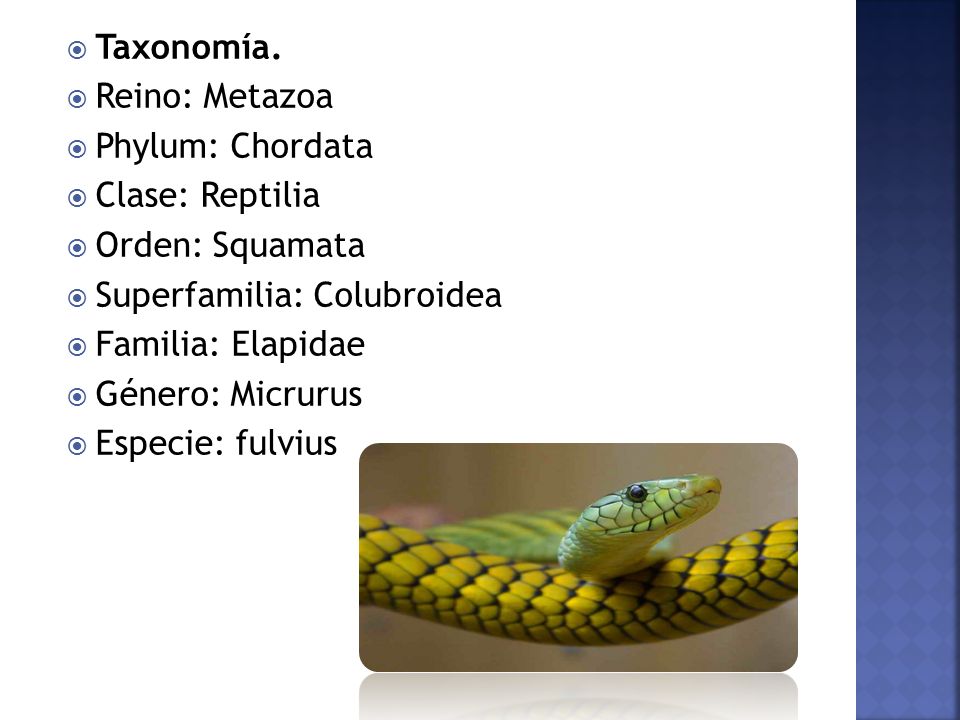 Taxonomía. Reino: Metazoa. Phylum: Chordata. Clase: Reptilia. Orden: Squamata. Superfamilia: Colubroidea.