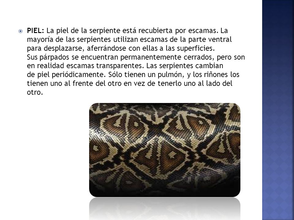 PIEL: La piel de la serpiente está recubierta por escamas