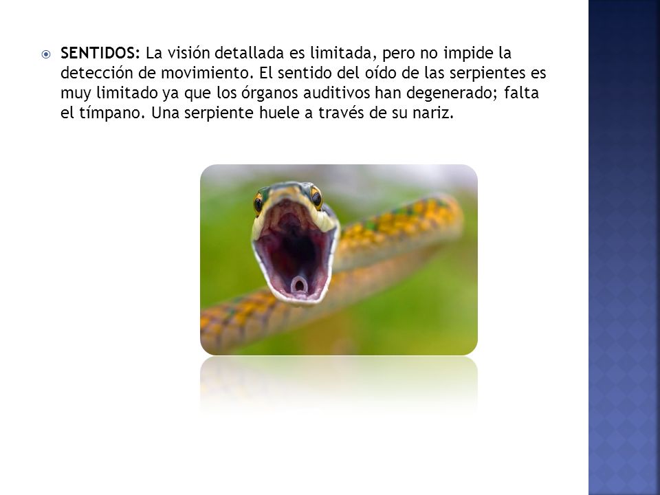 SENTIDOS: La visión detallada es limitada, pero no impide la detección de movimiento.