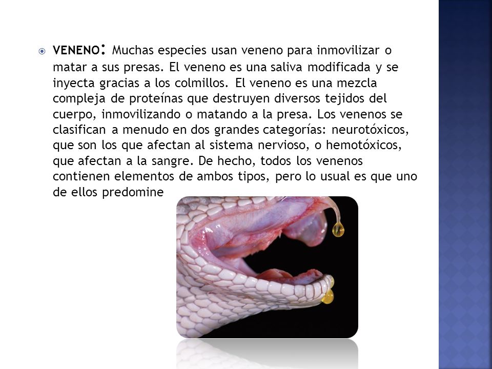 VENENO: Muchas especies usan veneno para inmovilizar o matar a sus presas.
