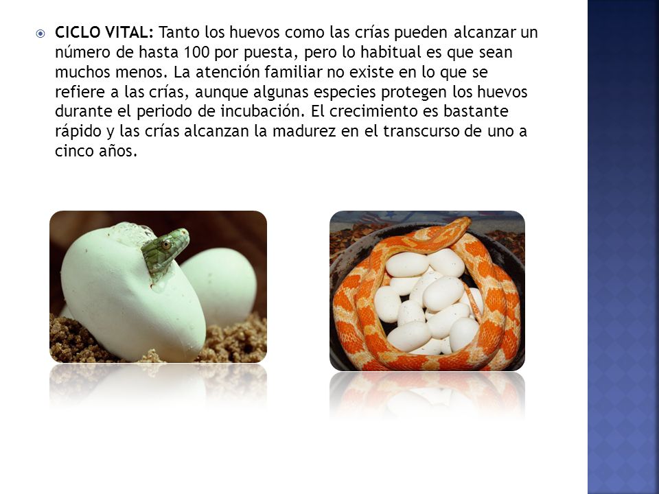CICLO VITAL: Tanto los huevos como las crías pueden alcanzar un número de hasta 100 por puesta, pero lo habitual es que sean muchos menos.