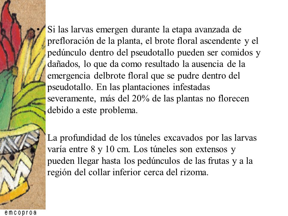 Si las larvas emergen durante la etapa avanzada de prefloración de la planta, el brote floral ascendente y el pedúnculo dentro del pseudotallo pueden ser comidos y dañados, lo que da como resultado la ausencia de la emergencia delbrote floral que se pudre dentro del pseudotallo. En las plantaciones infestadas severamente, más del 20% de las plantas no florecen debido a este problema.
