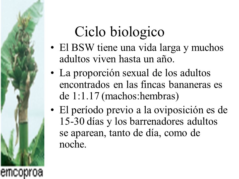 Ciclo biologico El BSW tiene una vida larga y muchos adultos viven hasta un año.