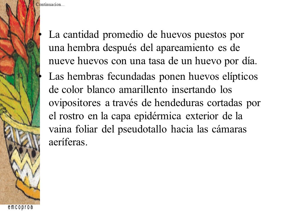Continuacion... La cantidad promedio de huevos puestos por una hembra después del apareamiento es de nueve huevos con una tasa de un huevo por día.