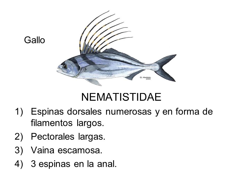 Gallo NEMATISTIDAE. Espinas dorsales numerosas y en forma de filamentos largos. Pectorales largas.