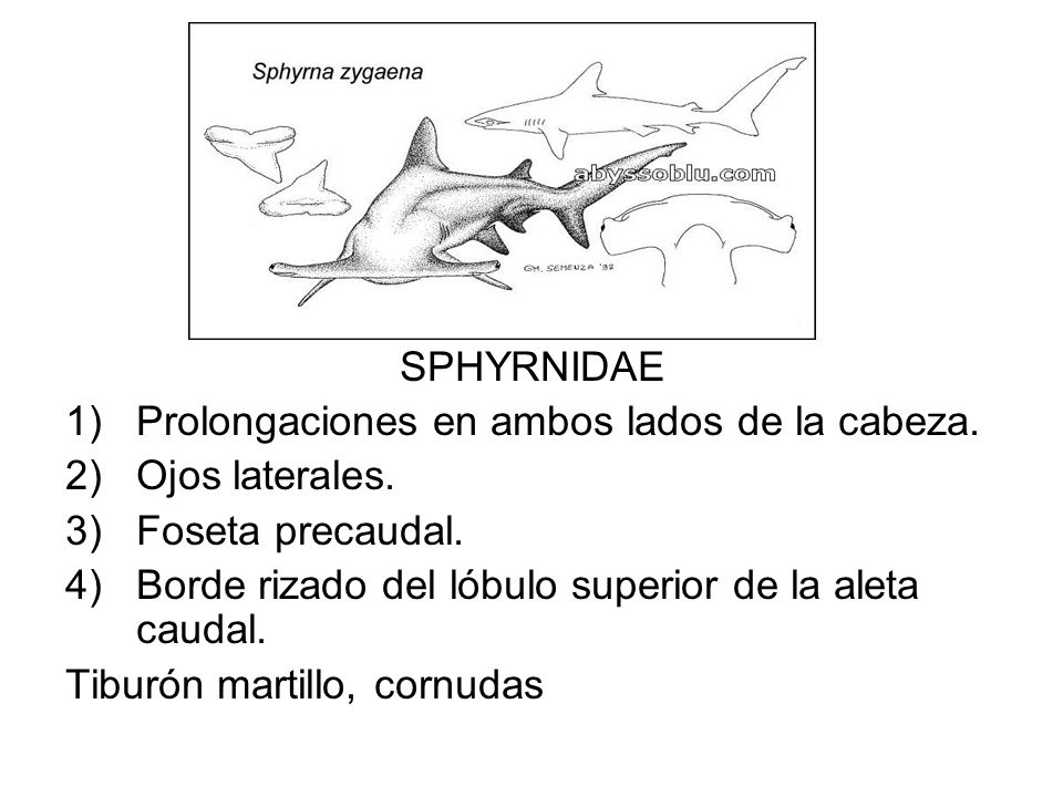 SPHYRNIDAE Prolongaciones en ambos lados de la cabeza. Ojos laterales. Foseta precaudal. Borde rizado del lóbulo superior de la aleta caudal.