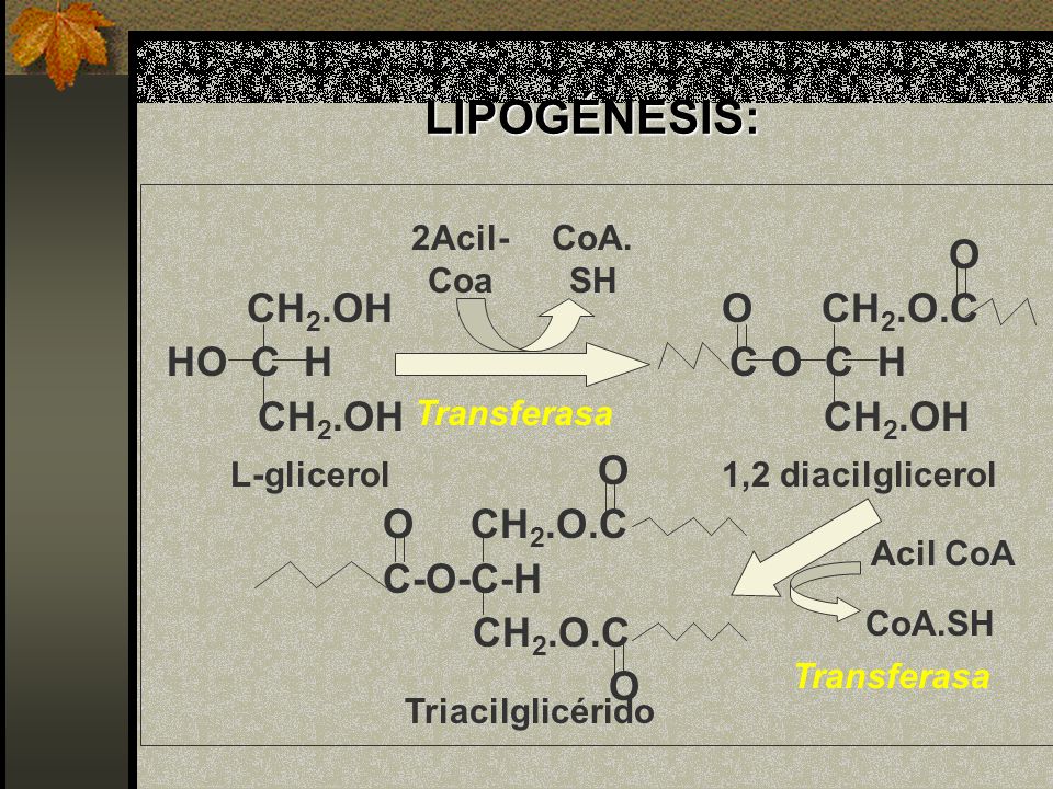 LIPOGÉNESIS: O CH2.OH O CH2.O.C HO C H C O C H CH2.OH CH2.OH O CH2.O.C