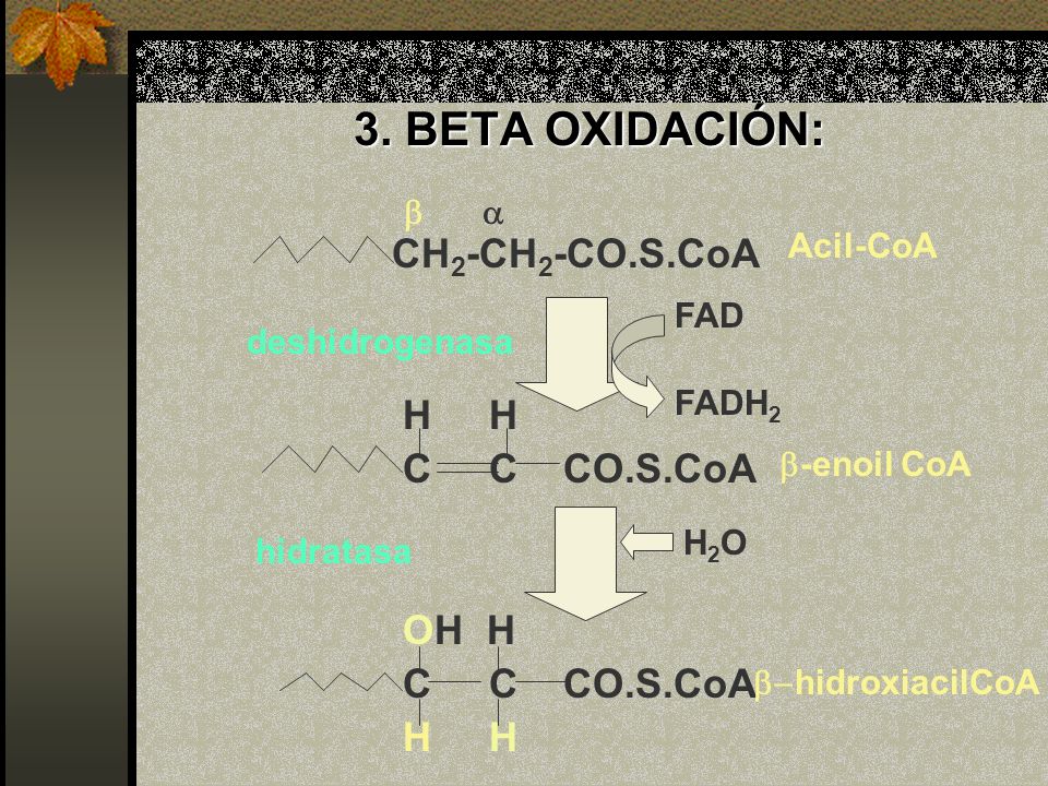 3. BETA OXIDACIÓN: CH2-CH2-CO.S.CoA H H C C CO.S.CoA OH H b a Acil-CoA