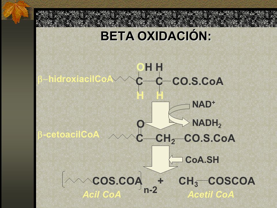 BETA OXIDACIÓN: OH H C C CO.S.CoA H H O C CH2 CO.S.CoA