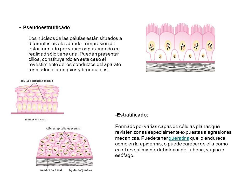 - Pseudoestratificado: Los núcleos de las células están situados a diferentes niveles dando la impresión de estar formado por varias capas cuando en realidad sólo tiene una. Pueden presentar cilios, constituyendo en este caso el revestimiento de los conductos del aparato respiratorio: bronquios y bronquíolos.