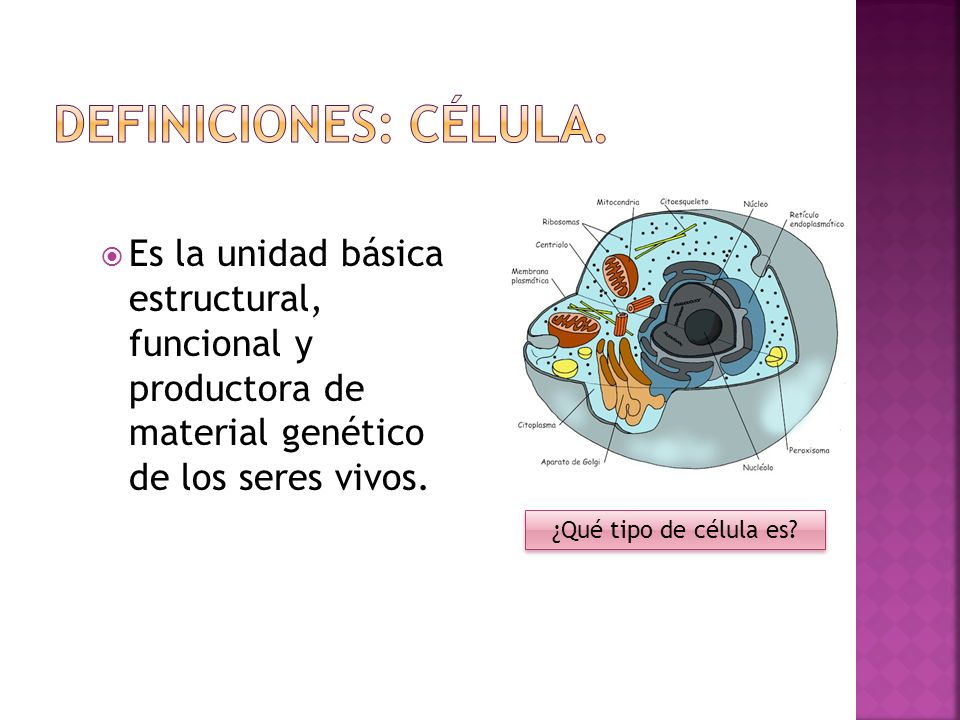 Definiciones: Célula. Es la unidad básica estructural, funcional y productora de material genético de los seres vivos.