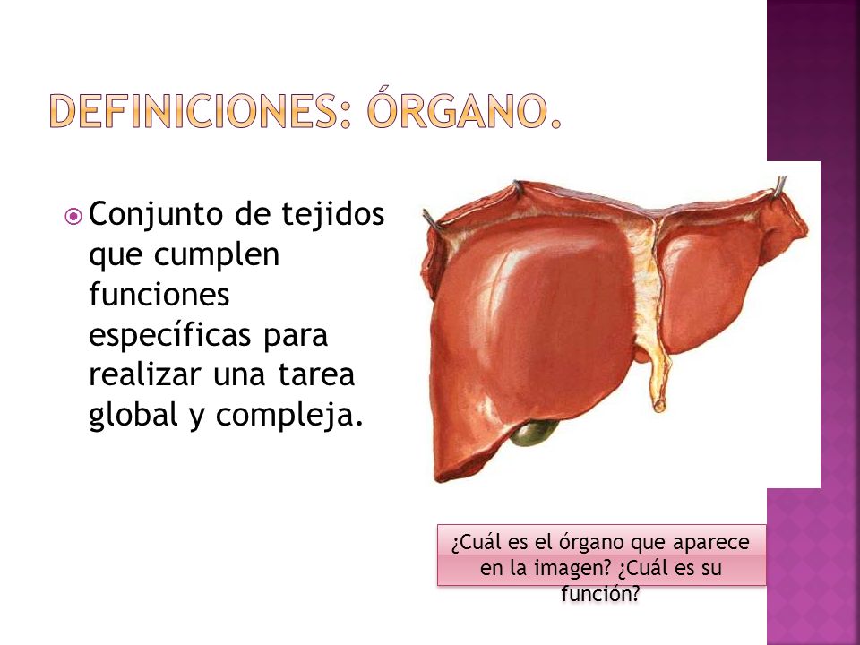¿Cuál es el órgano que aparece en la imagen ¿Cuál es su función