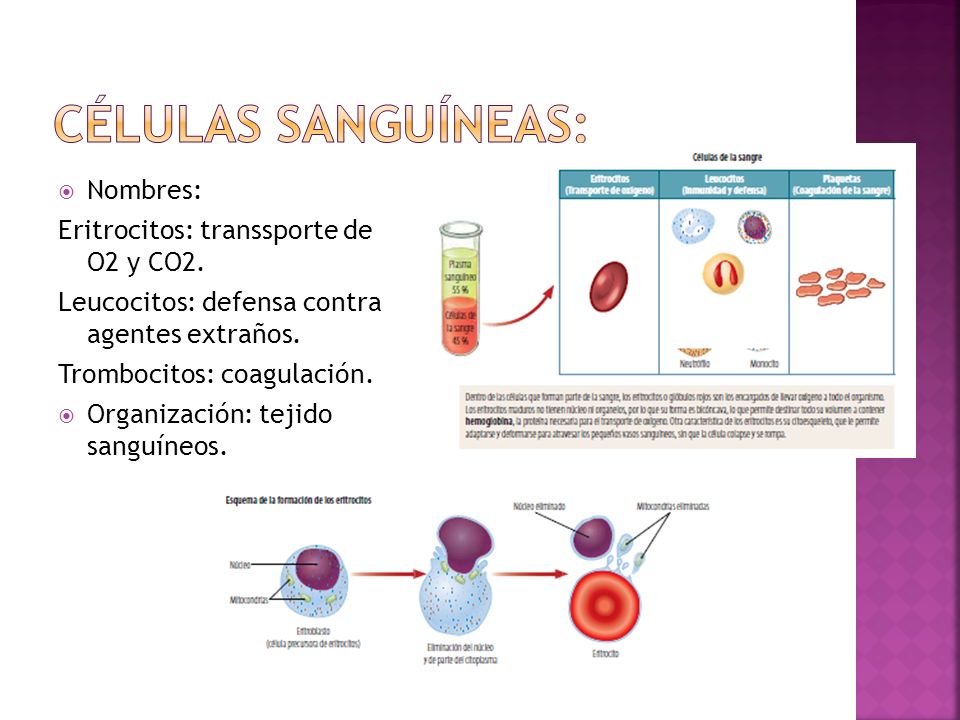 Células sanguíneas: Nombres: Eritrocitos: transsporte de O2 y CO2.