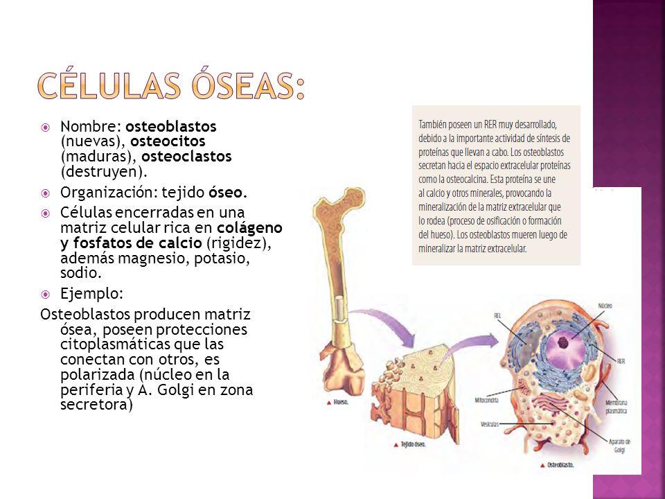 Células óseas: Nombre: osteoblastos (nuevas), osteocitos (maduras), osteoclastos (destruyen). Organización: tejido óseo.
