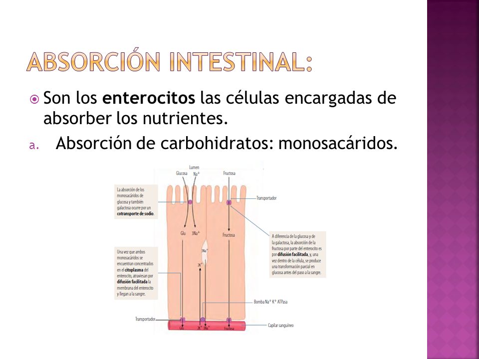 Absorción intestinal: